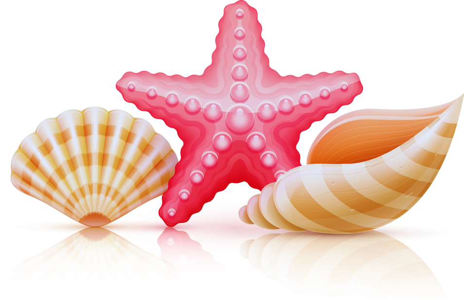 Conchas do Mar Desenvolvimento